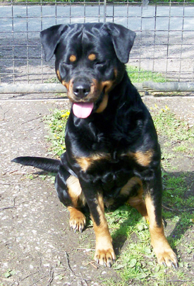 Roxy
